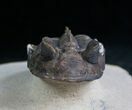 Rare Tower Eyed Erbenochile Trilobite - #7140-5